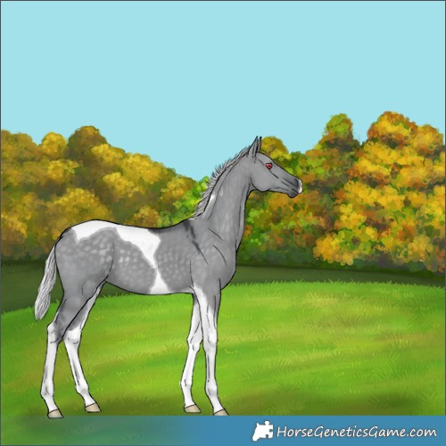 Horse Color:Silver Grullo Chinchilla Tobiano