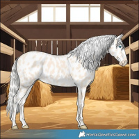 Horse Color:Cremello Near Leopard 