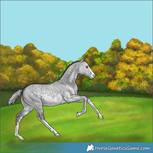 Horse Color:Silver Grullo Chinchilla Sabino 