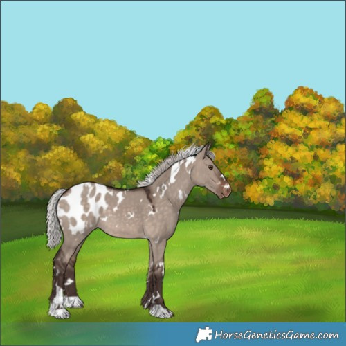 Horse Color:White Spotted Silver Brown Dun Mushroom Appaloosa 