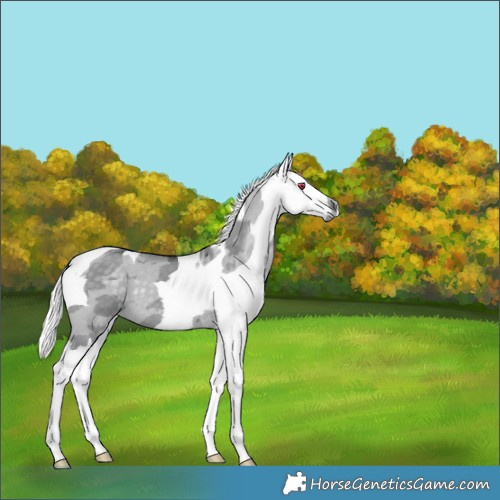 Horse Color:Silver Grullo Chinchilla Merle Tobiano