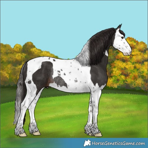 Horse Color:Liver Chestnut Splash Tobiano Rabicano 