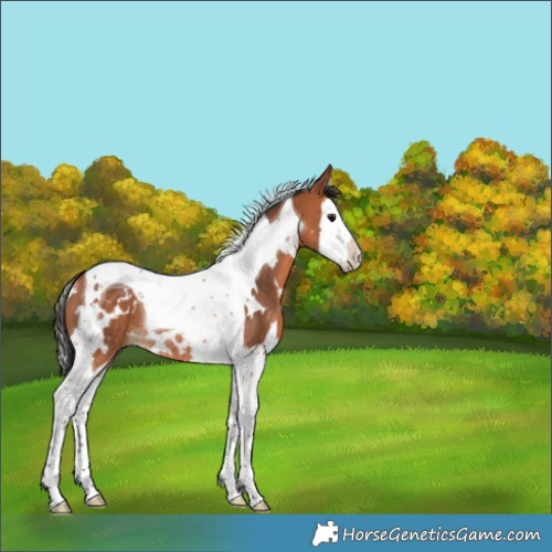 Horse Color:White Spotted Bay Splash Tobiano Rabicano 