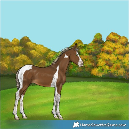 Horse Color:Chocolate Palomino Splash Tobiano 