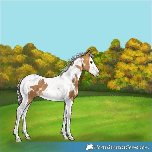 Horse Color:White Spotted Silver Buckskin Splash Tobiano 