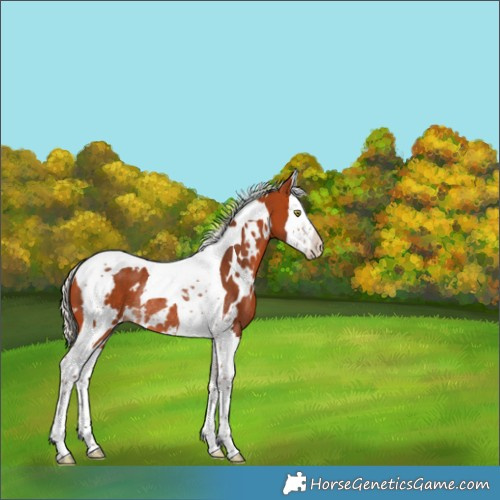 Horse Color:White Spotted Silver Bay Splash Tobiano Rabicano 
