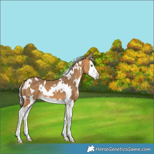 Horse Color:White Spotted Silver Buckskin Splash 