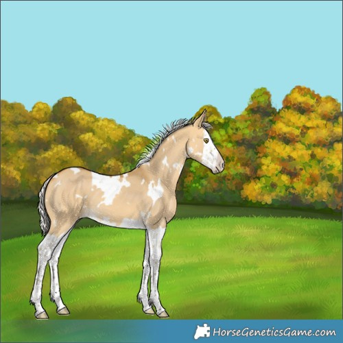 Horse Color:White Spotted Silver Buckskin Dun Splash 
