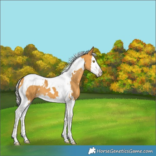 Horse Color:White Spotted Silver Buckskin Splash Tobiano 