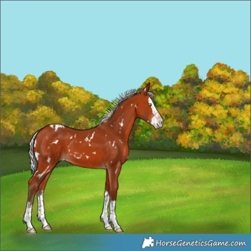 Horse Color:White Spotted Silver Bay Splash 