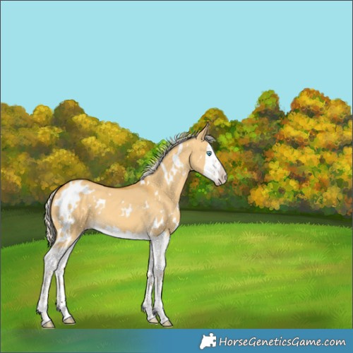 Horse Color:White Spotted Silver Sable Cream Champagne Dun Splash 