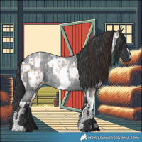 Horse Color:Bay Roan Sabino Appaloosa Rabicano  and Blue Roan Rabicano 
