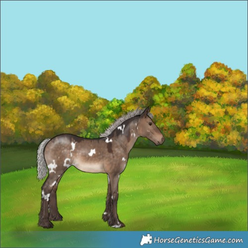 Horse Color:White Spotted Silver Brown Dun 