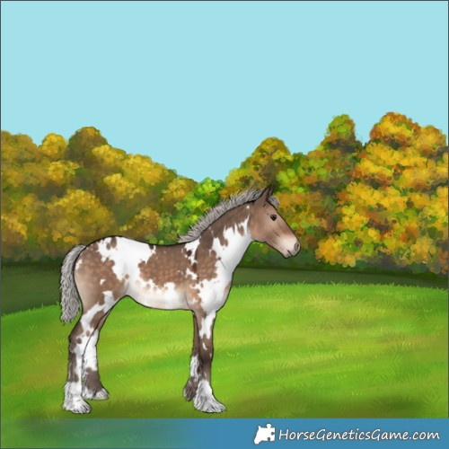 Horse Color:White Spotted Silver Brown Dun