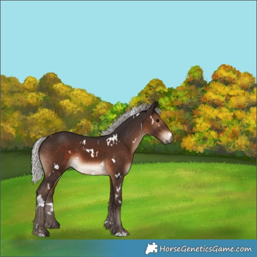 Horse Color:White Spotted Silver Brown 