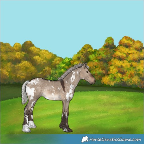 Horse Color:White Spotted Silver Brown Dun 