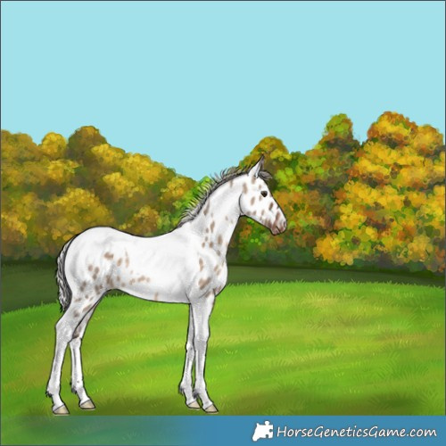 Horse Color:Silver Brown Dun Tobiano Near Leopard 