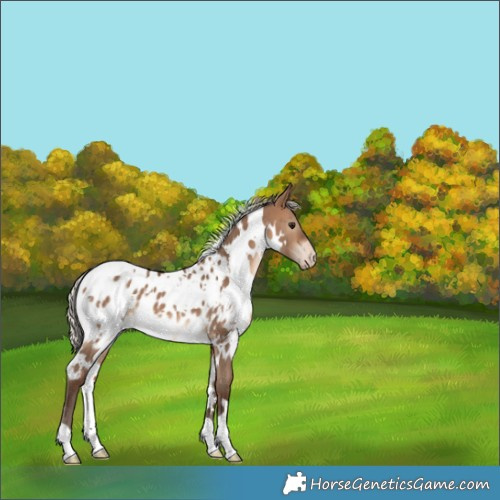 Horse Color:White Spotted Silver Brown Dun Appaloosa 