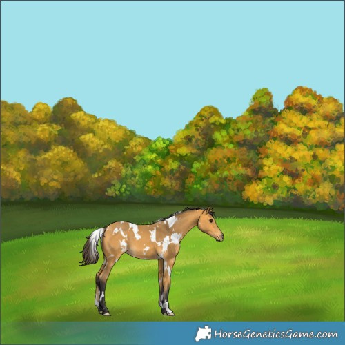Horse Color:White Spotted Buckskin 