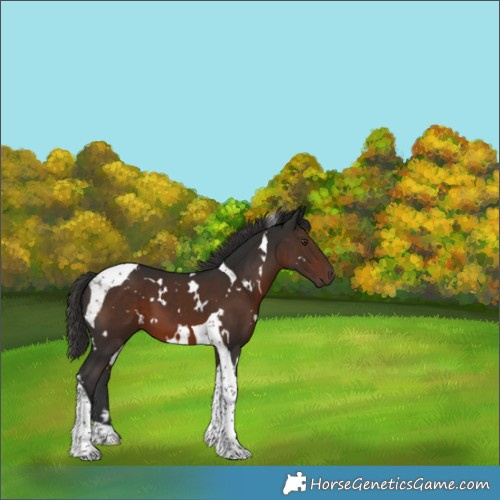 Horse Color:White Spotted Liver Chestnut Tobiano 