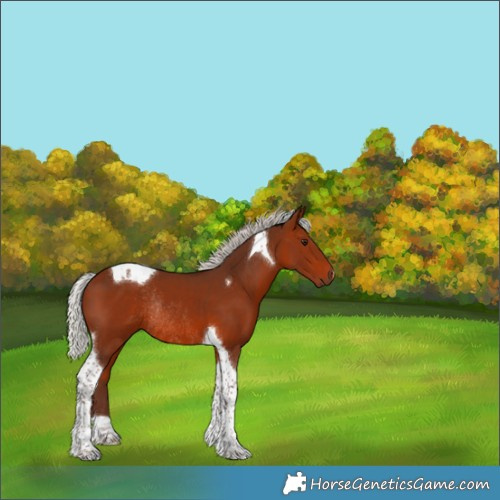 Horse Color:Silver Bay Tobiano Rabicano 