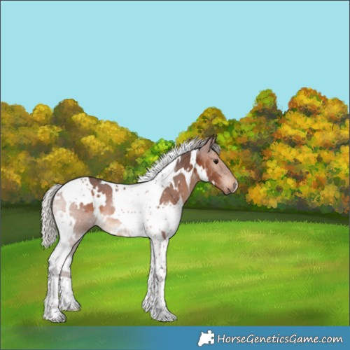 Horse Color:White Spotted Silver Brown Tobiano Rabicano 