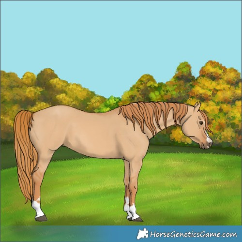 Horse Color:Red Dun