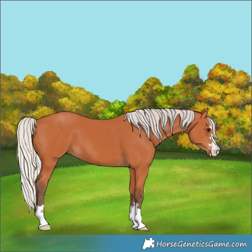 Horse Color:Silver Bay
