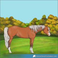 Horse Color:Silver Bay 
