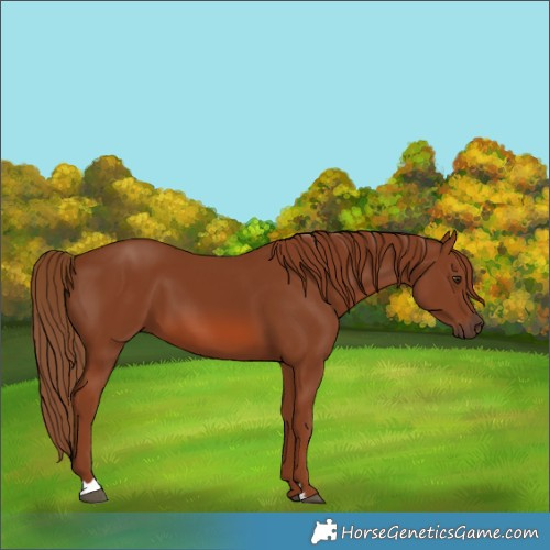 Horse Color:Chestnut 