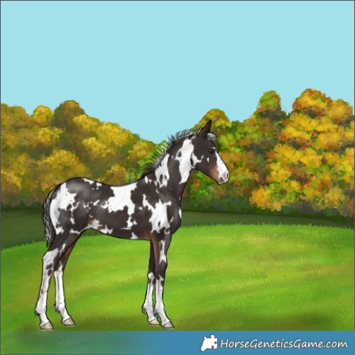 Horse Color:White Spotted Liver Chestnut 