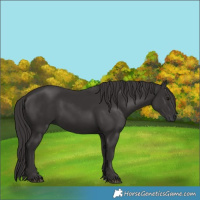 Horse Color:Smoky Black 