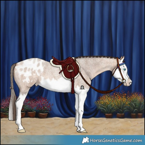 Horse Color:Amber Champagne Roan Splash Appaloosa 