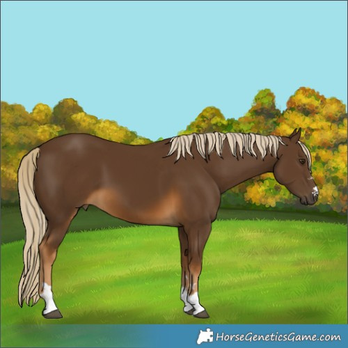 Horse Color:Chocolate Palomino 