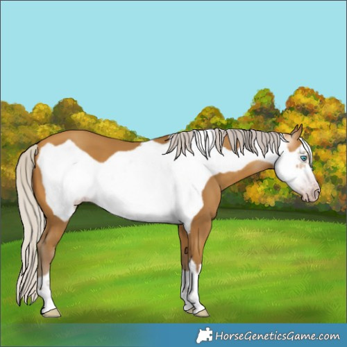 Horse Color:Gray Silver Amber Cream Champagne Frame