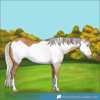 Horse Color:Gray Silver Amber Cream Champagne Frame 