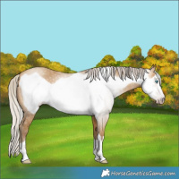 Horse Color:Gray Silver Amber Cream Champagne Frame 