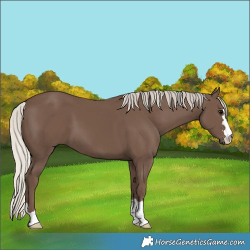 Horse Color:Silver Black