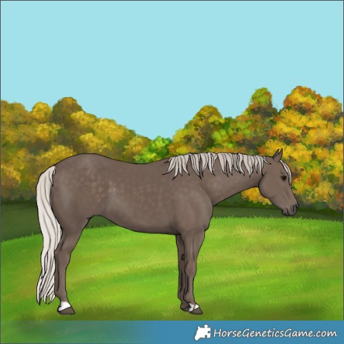 Horse Color:Silver Black