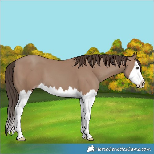 Horse Color:Classic Champagne Splash 