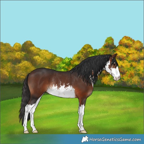 Horse Color:White Spotted Brown Rabicano 