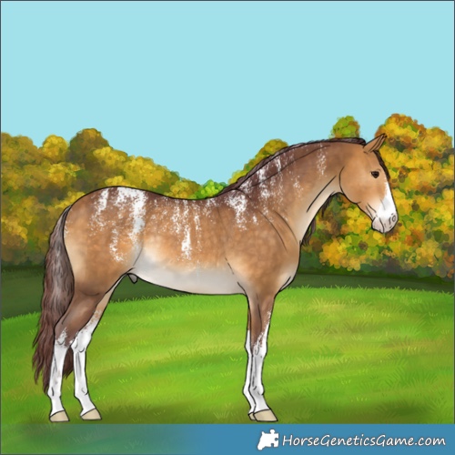 Horse Color:Powder White White Spotted Chocolate Buckskin Rabicano 