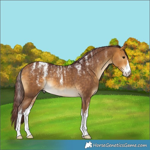 Horse Color:Powder White White Spotted Chocolate Buckskin Rabicano 