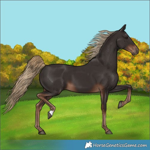 Horse Color:Liver Chestnut 