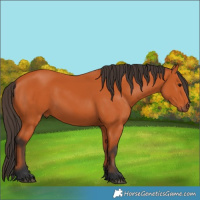 Horse Color:Bay 