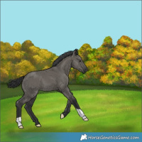 Horse Color:Grullo 