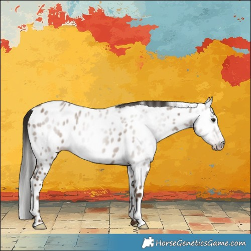 Horse Color:Gray Classic Champagne Leopard 