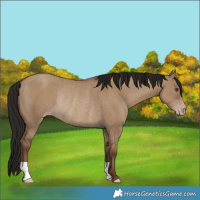 Horse Color:Gray Classic Champagne Dun Rabicano 