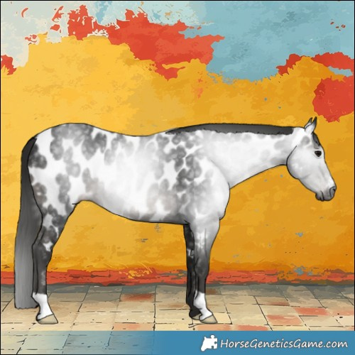 Horse Color:Gray Black Near Leopard 