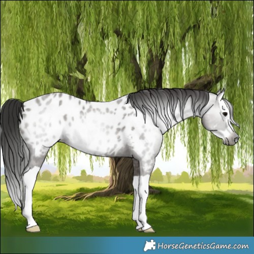 Horse Color:Gray Grullo Splash Appaloosa 